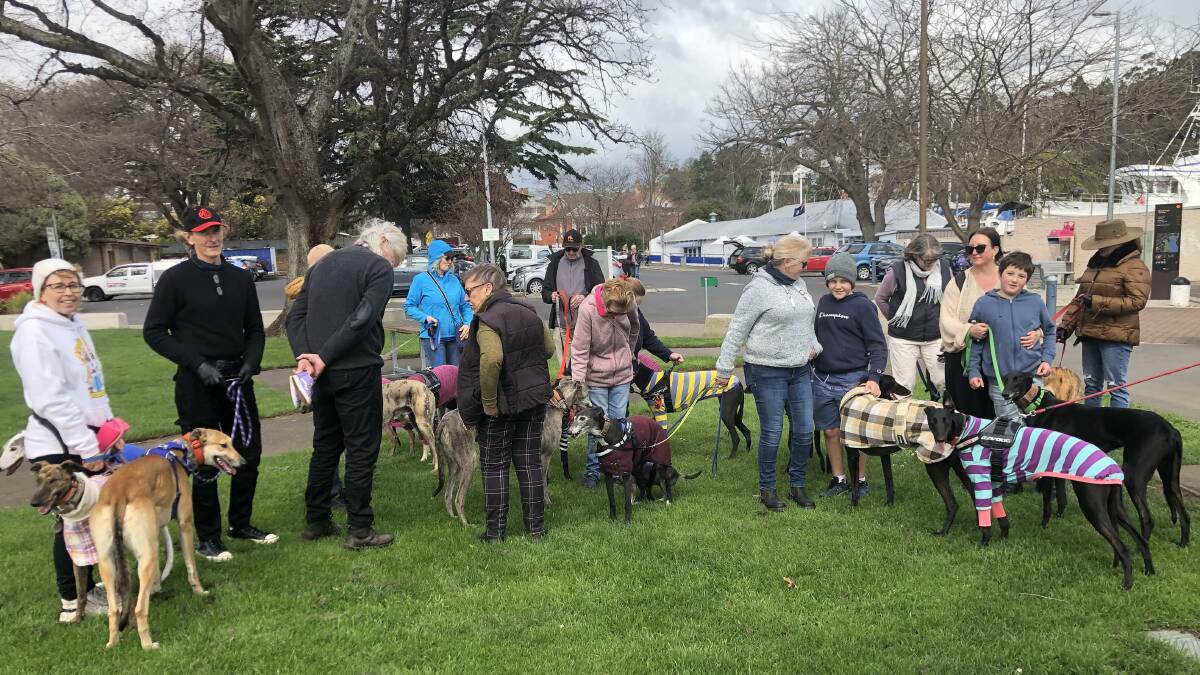 Over twenty greyhounds and their owners walked through Launceston on Sunday to raise awareness for greyhounds. Picture supplied. 