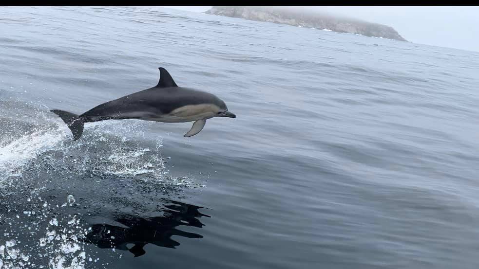 POD: Dolphins followed the trio along the south coast of Victoria on the final 380km leg of their five-day marathon. Picture: Supplied