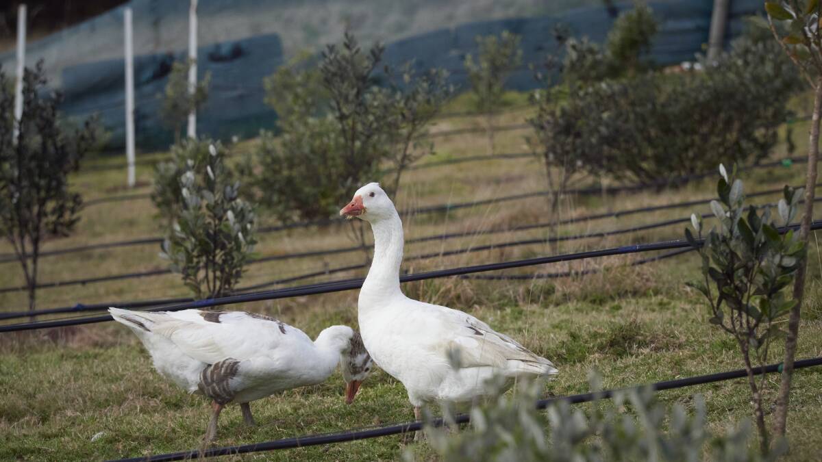Geese at Tasmanian Feijoa Temptations. Picture: Rod Thompson