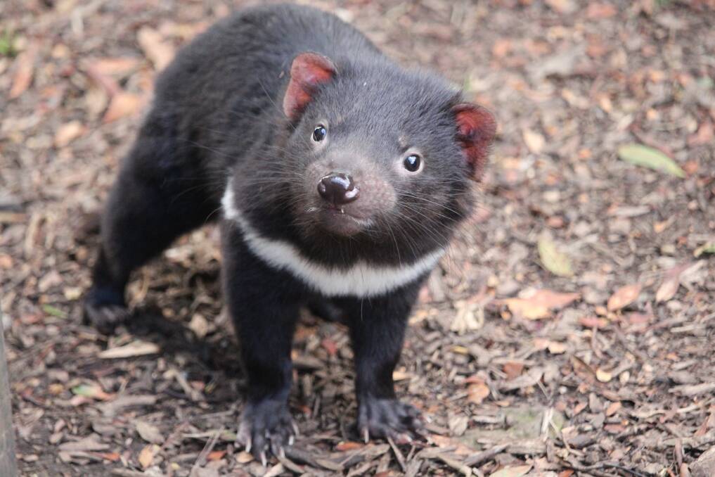 Efforts to conserve the Tasmanian devil have been given a funding boost as Princess Mary is crowned Queen of Denmark. File picture