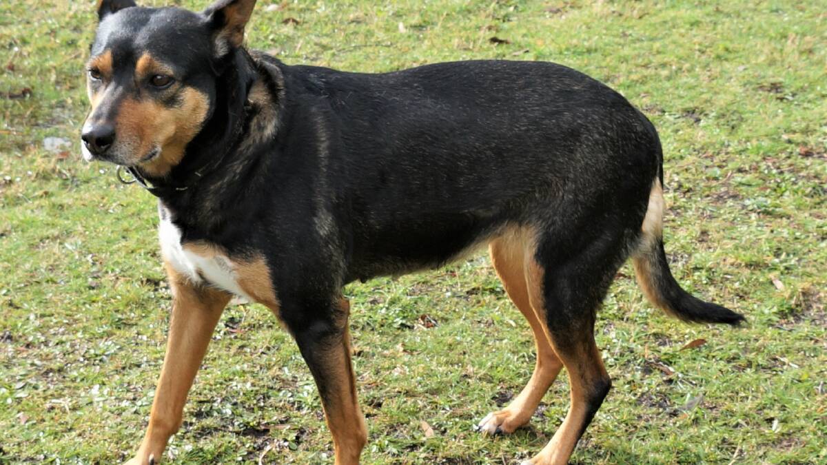 The kelpie managed to put on 6kg under the care of the RSPCA. Picture: RSPCA