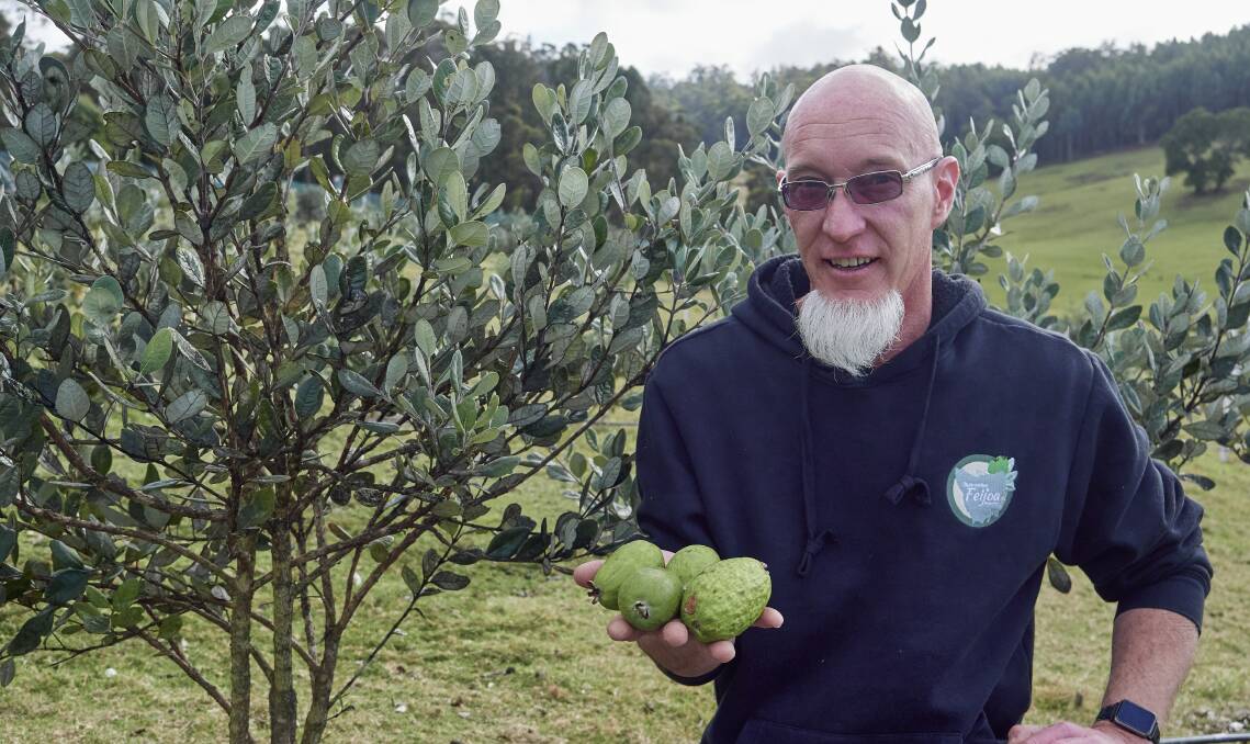 LITTLE-KNOWN FRUIT: Noel Larsen has been farming feijoas for the past five years. Picture: Rod Thompson