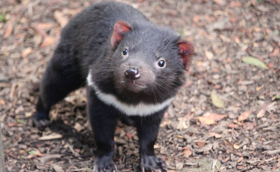 Tasmanian Devil. FILE PICTURE 