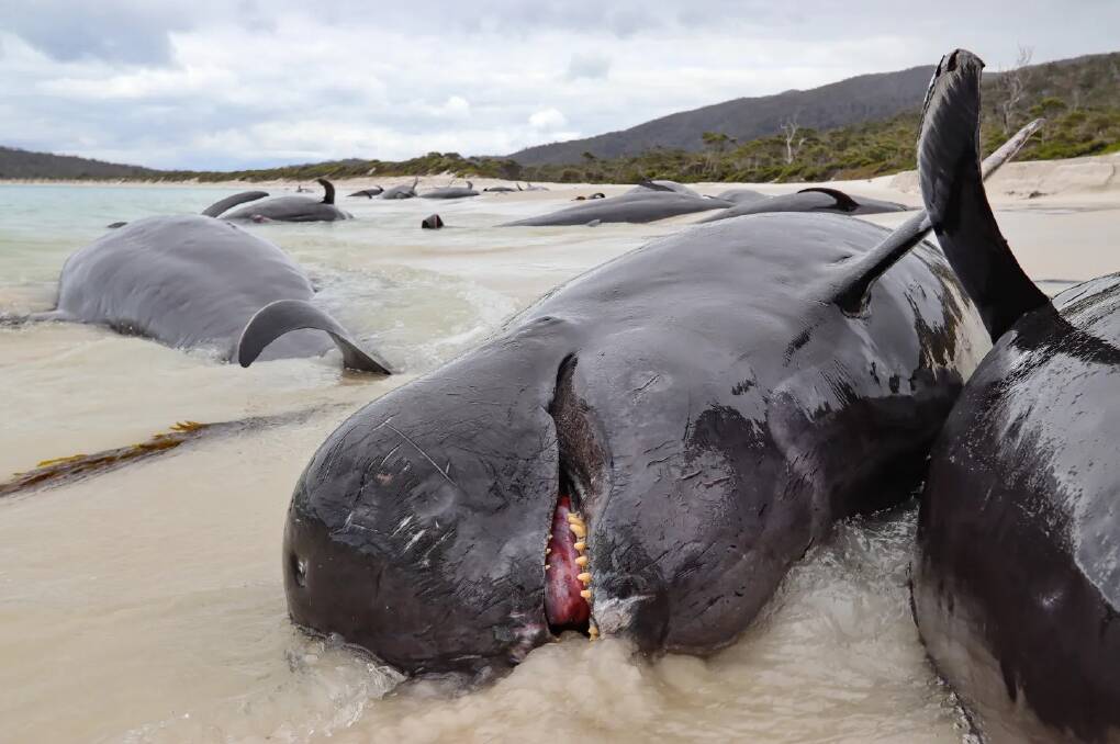 A large pod of whales was discovered washed ashore on Freycenet Peninsular. Photo by Chris Theobald. 