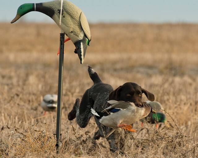 Calls for a ban as duck hunting season begins. Picture supplied