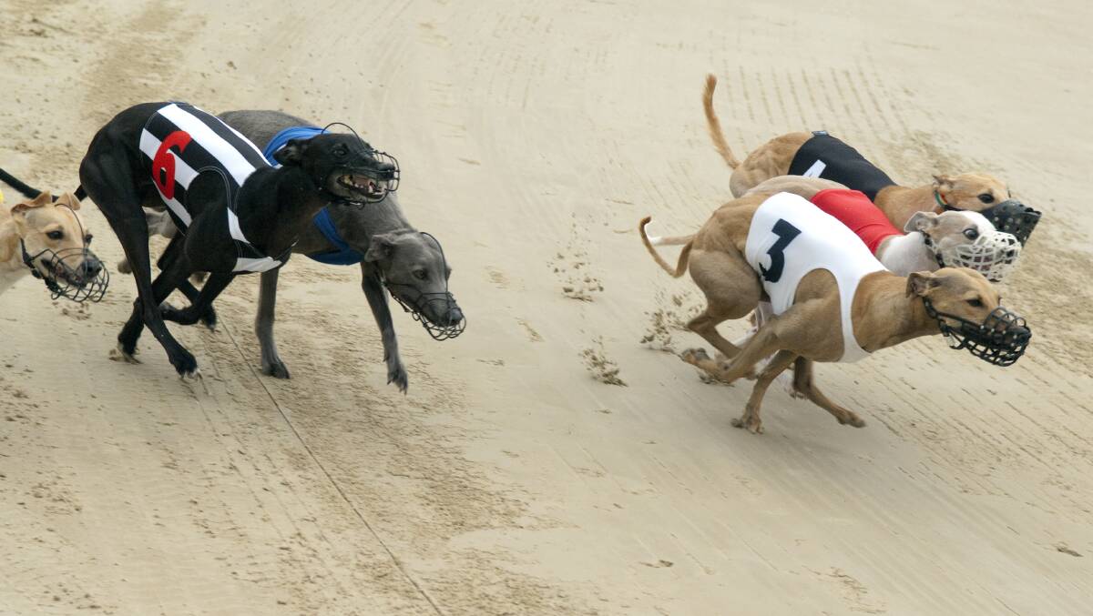 Anti-racing activists want the racing industry shut down in Tasmania. File photo 