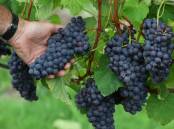 The 2023 Tasmanian wine grape harvest had a record price per tonne for the grapes. File picture