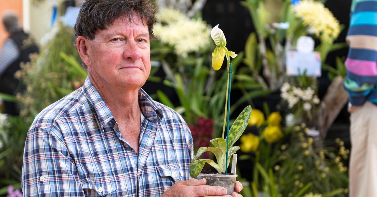 'Orchid Obsession': Rare and unusual plants on display at annual show
