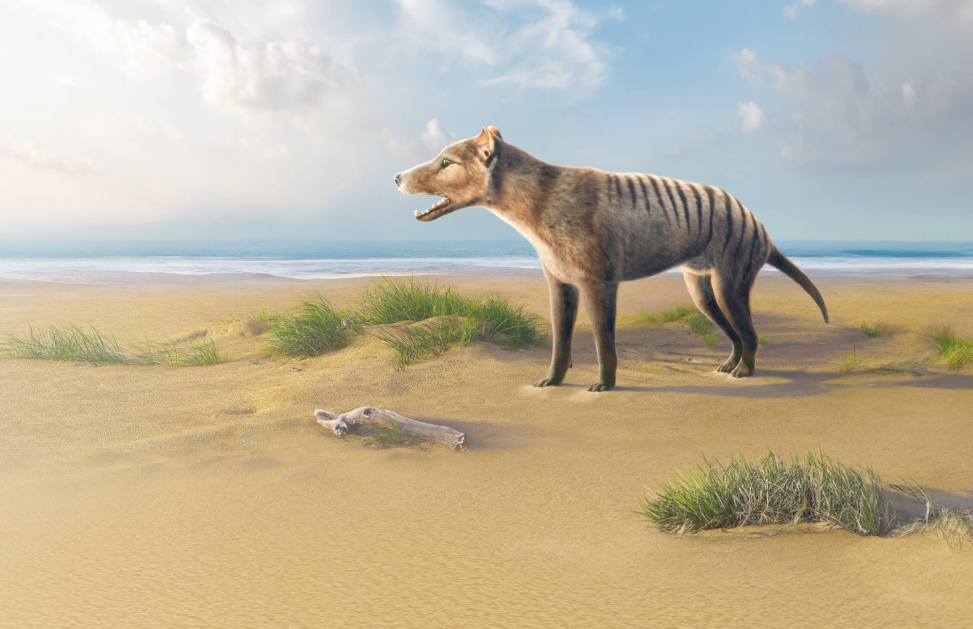 Scientists Are Exploring How to Bring the Tasmanian Tiger Back from  Extinction