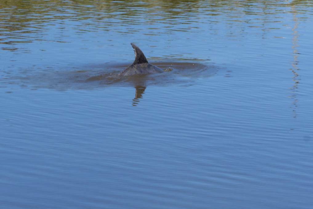 A dolphin spotted in Kanamaluka / River Tamar. Picture by Phillip Biggs 