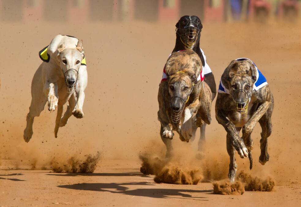 The second death of a Launceston greyhound sparks backlash from animal welfare group the Coalition for the Protection of Greyhounds. File picture