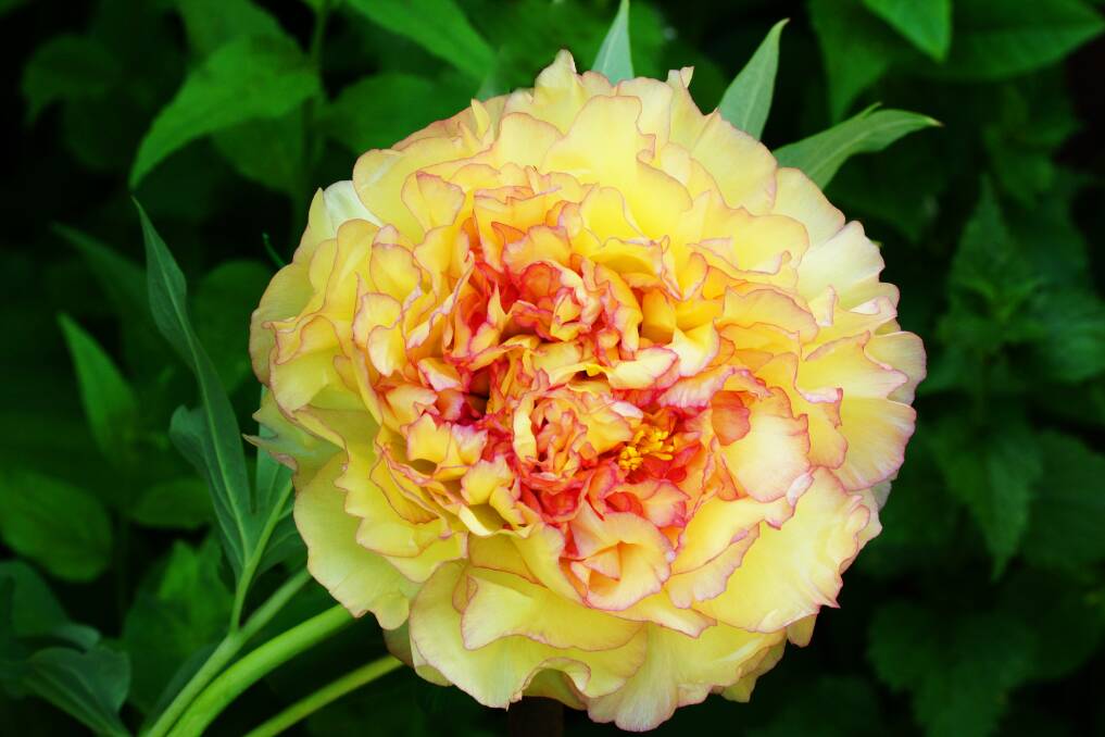 A yellow peony flower. Picture file