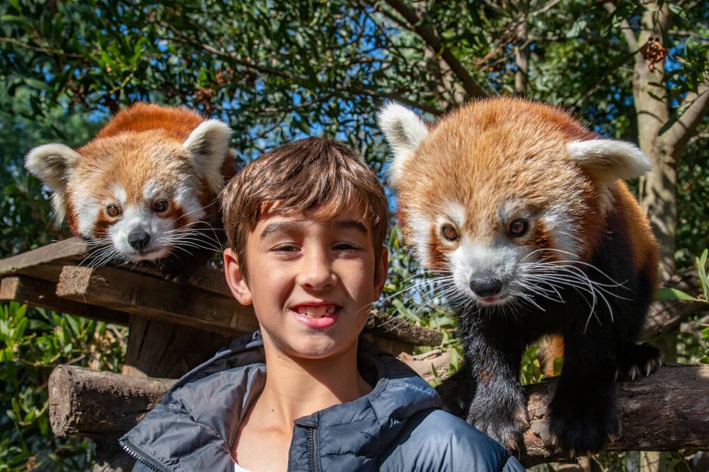 Eddie Baker, 8, of Launceston meets up with Mandu and Tenzing the Red panda at Tasmania Zoo. 
