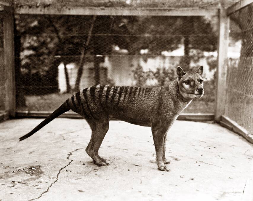 The Tasmanian Tiger may have survived until the 1980s or later, new research finds. Picture supplied