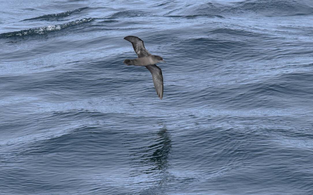 A short-tailed Shearwater. Picture Eric J Woehler

