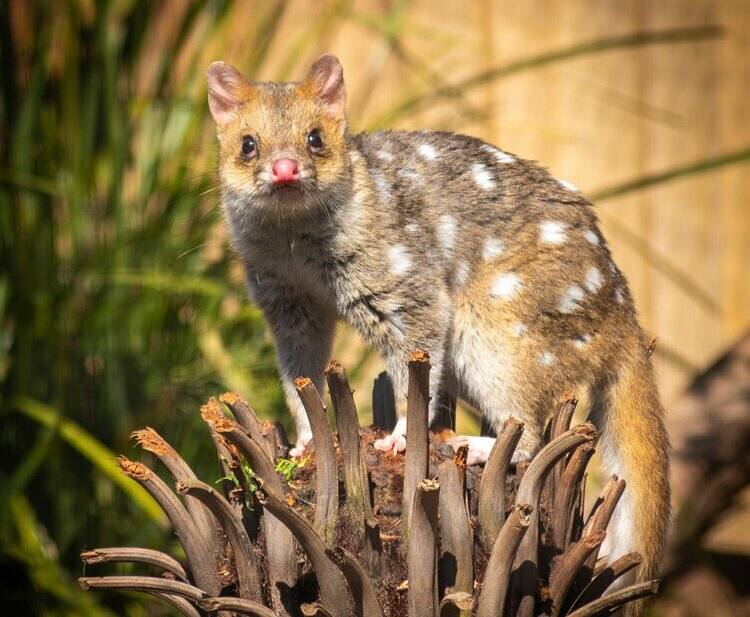 An Eastern quoll. Picture supplied 