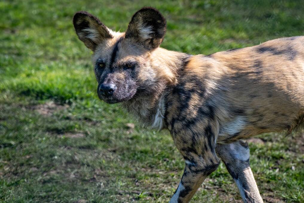 New residents to Tasmania Zoo, eight new Painted Dogs or African wild dogs. Picture Paul Scambler