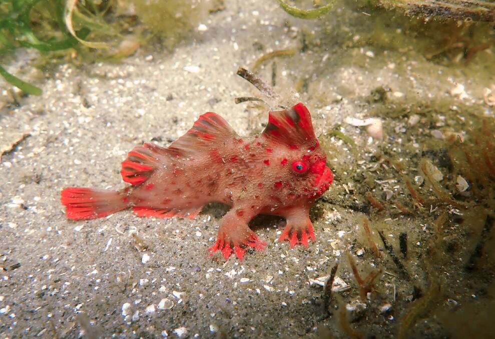 Red Handfish in the wild. Picture by Jemina Stuart-Smith