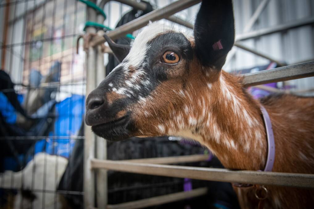 GoatFest at the Longford showgrounds in 2021. Pictures Paul Scambler