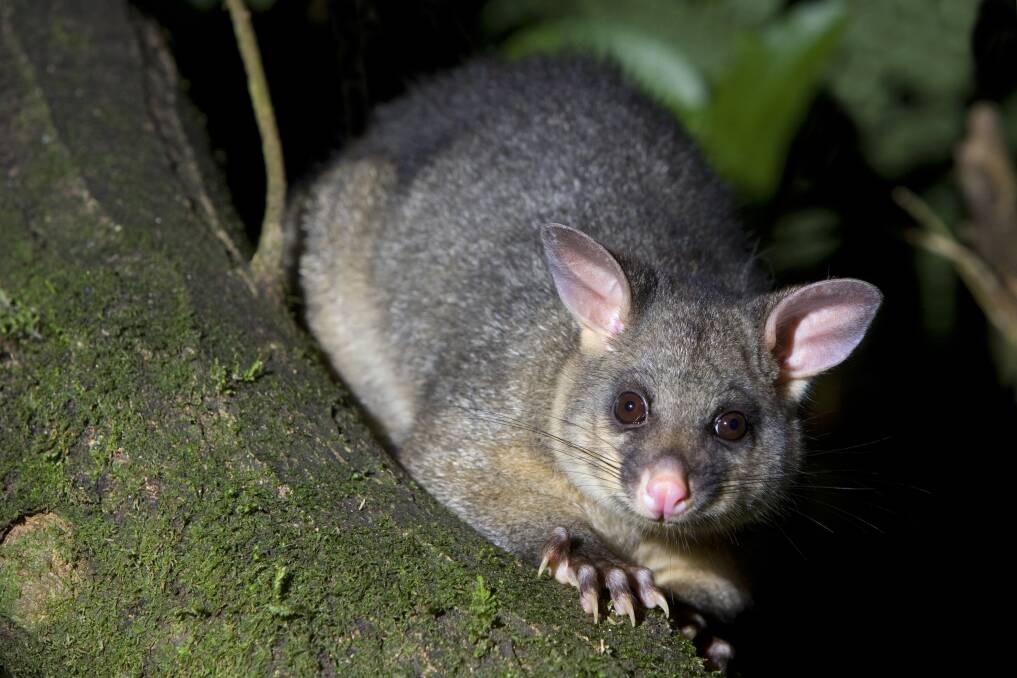 Wobbly possum disease causes a host of problems for ringtail possums, including tremors and blindness. Picture supplied 