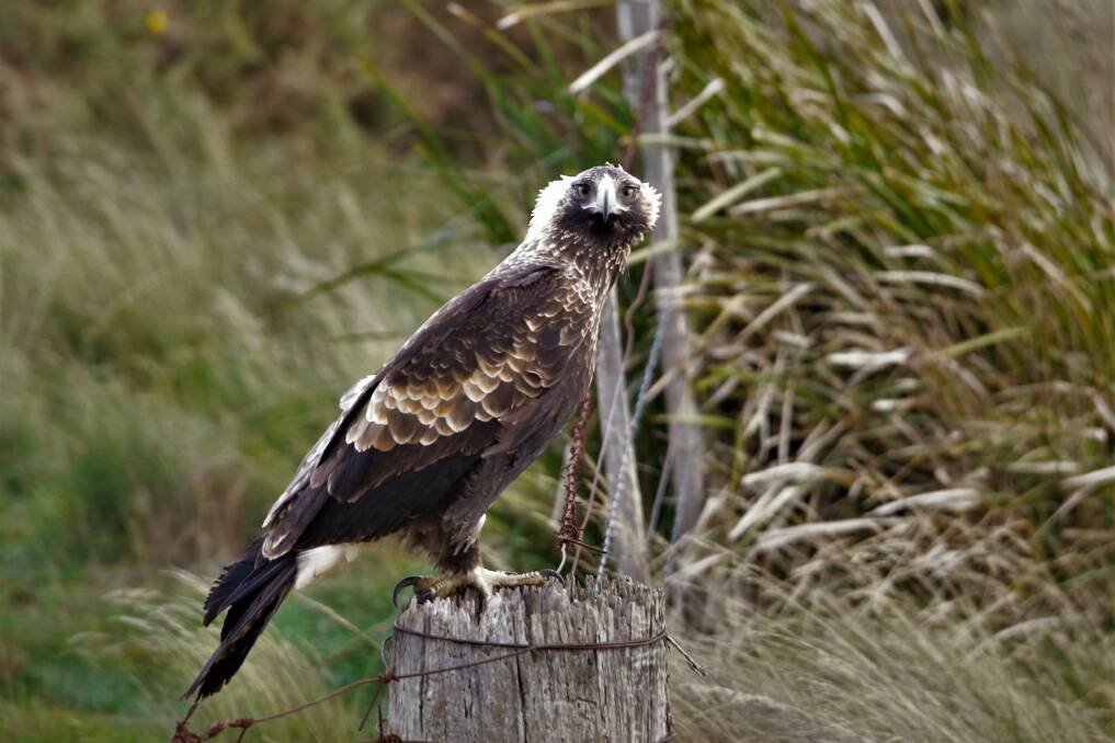 A Wedge-tailed Eagle spotted from the campaign. Picture by Kawinwit Kittipalawattanapol. 
