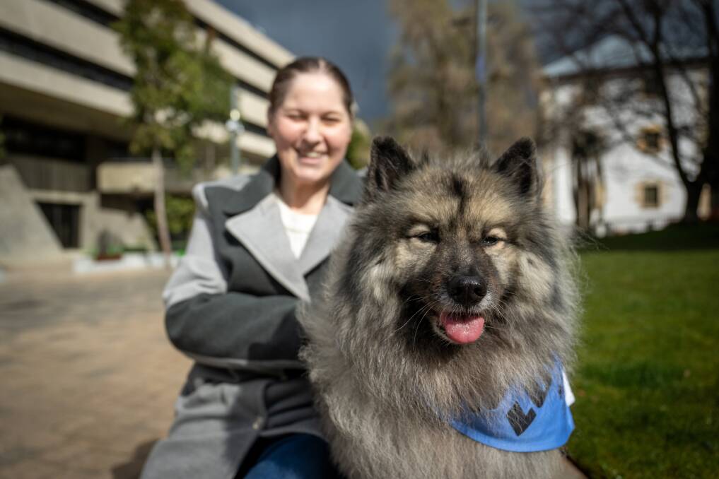 Luna the therapy dog with her owner Mel, a social worker who works with Luna to help kids open up about their trauma. Picture Paul Scambler 
