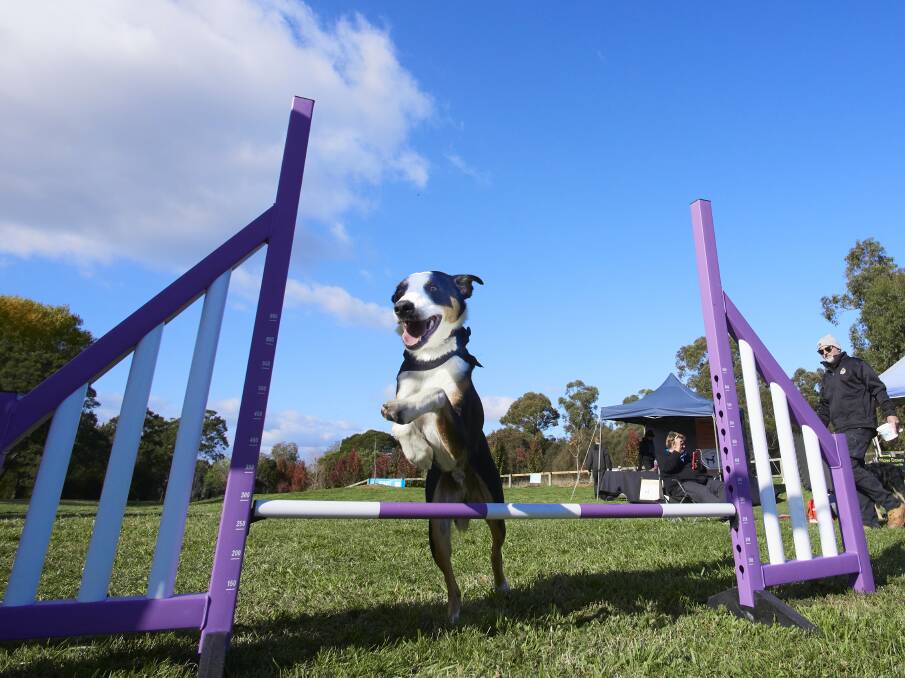 1 1/2 yr old Reef performing tricks at the Million Paws Walk. Picture by Rod Thompson