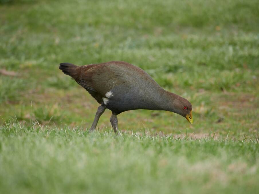 Using wings for balance, the turbo chook, or Tasmanian native hen, can reach speeds up to 50kph. Picture Rod Thompson