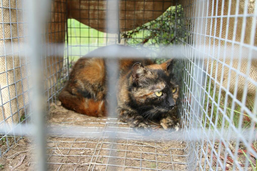 A feral cat in a trap. Picture by Gillian Basnet