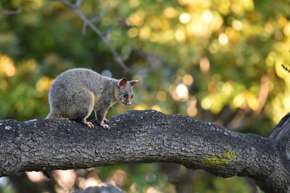 A brushtail possum sits on a tree branch. Wobbly possum disease is still a relatively unknown disease in Australia, with UTAS researchers investigating why. Picture supplied