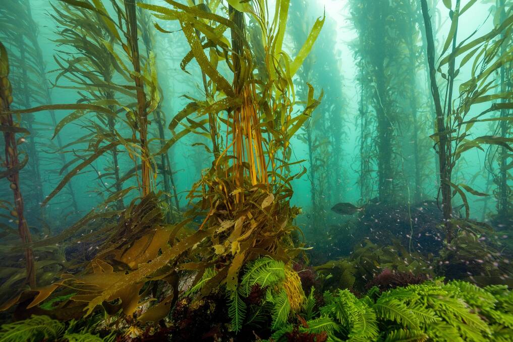 Planted baby giant kelp, part of a four year effort by IMAS. Picture by Stefan Andrews, Ocean Imaging. 
