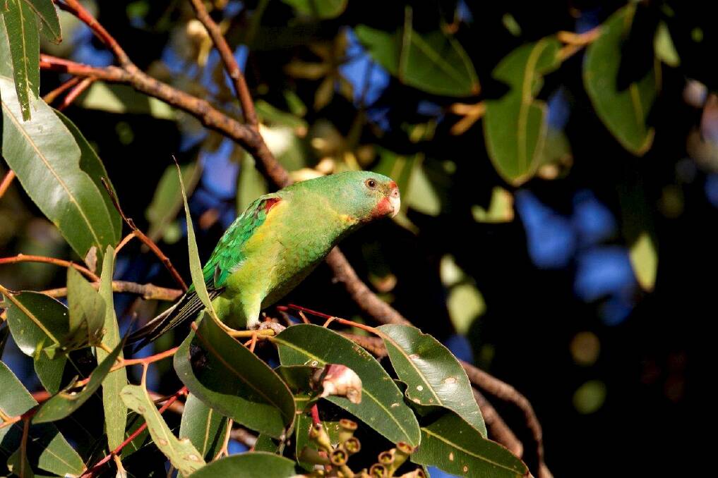 The swift parrot is your 2023 bird of the year. Picture by Nevil Lazarus