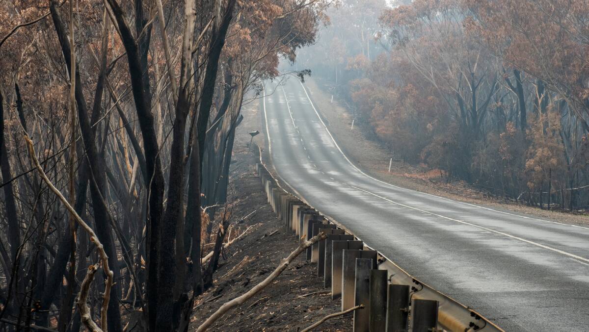 Australian bushfires: burnt eucalyptus tree along the road at Blue Mountains. Photo: supplied. 