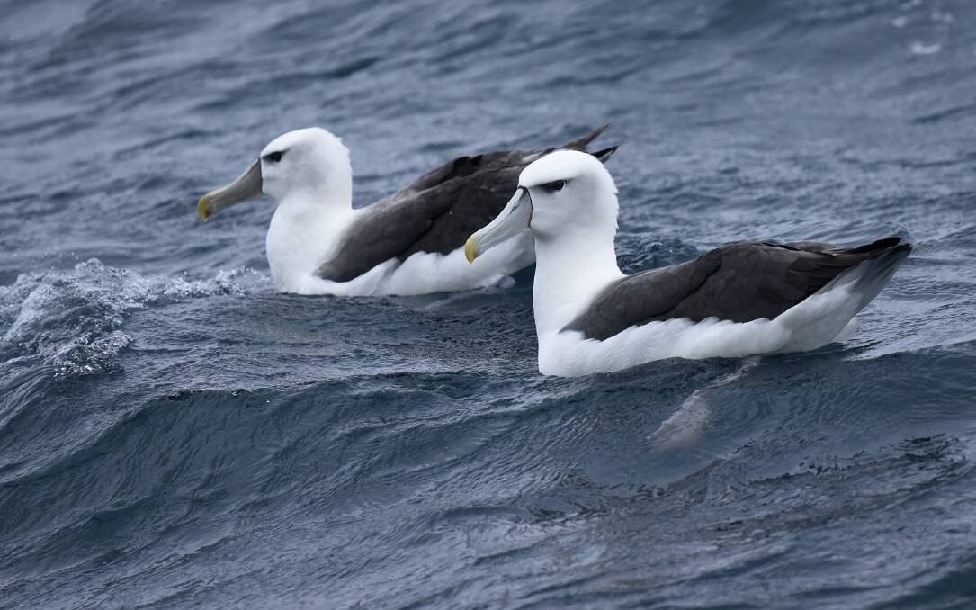 A pair of Shy Albatross'. Picture by Eric J Woehler. 