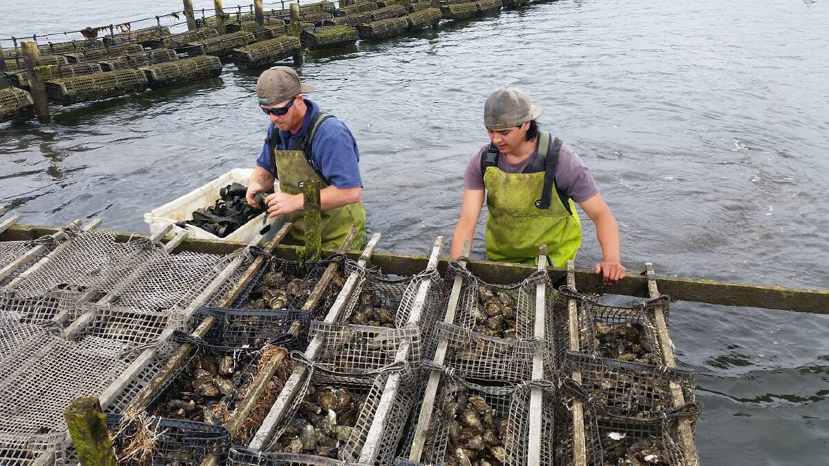 Workers on a Pacific oyster farm. Picture by Sarah Ugalde