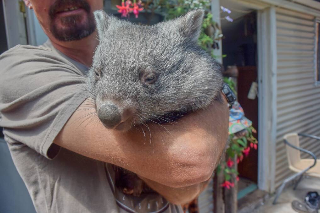 Wombat rehabilitator for Wombat Rescue Tasmania, Brendan Dredge with Ivy, a rescued wombat. Picture Duncan Bailey