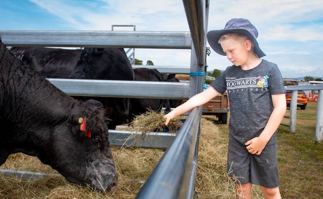 Benjamin Grant of Rocherlea at the Exeter Show with the cows at the Lazy B Galloway stud of Sidmouth. Picture Paul Scambler
