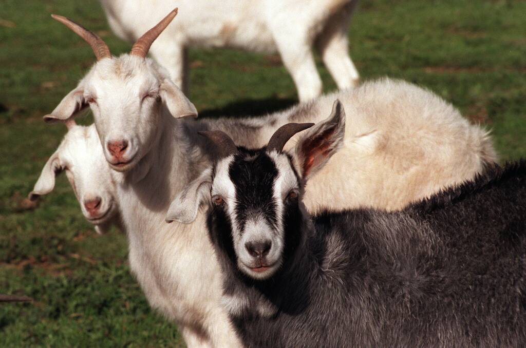 Goats at Fernleigh Park. Picture from file. 