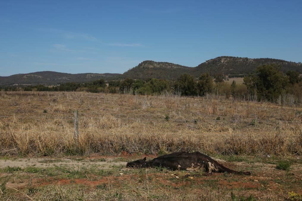 A cow carcass along a fence line and dry landscape in Sandy Hollow. Picture by Simone De Peak / ACM / Newcastle Herald.