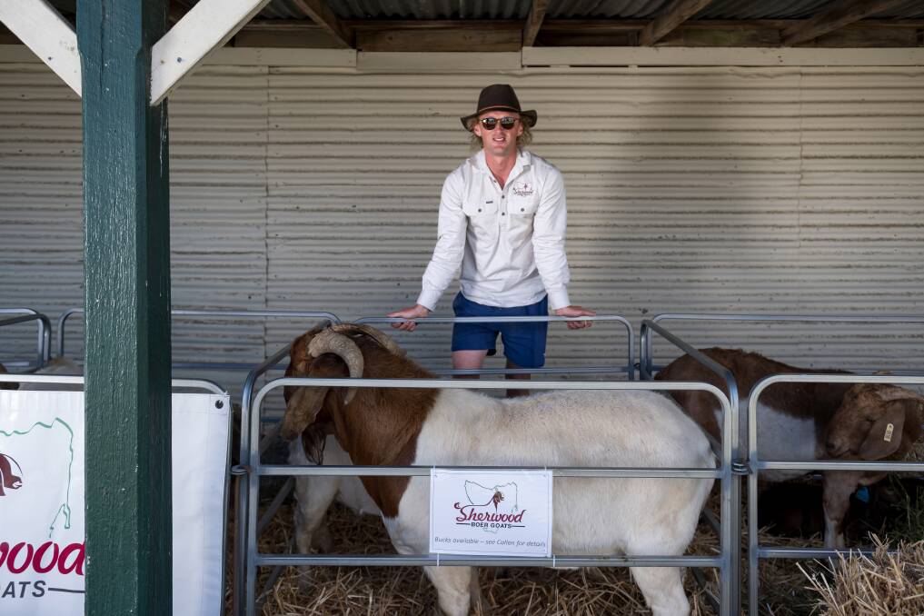 Callan Morse of Sherwood Boer Goats, Latrobe at Goat Fest in Longford. Picture by Phillip Biggs. 
