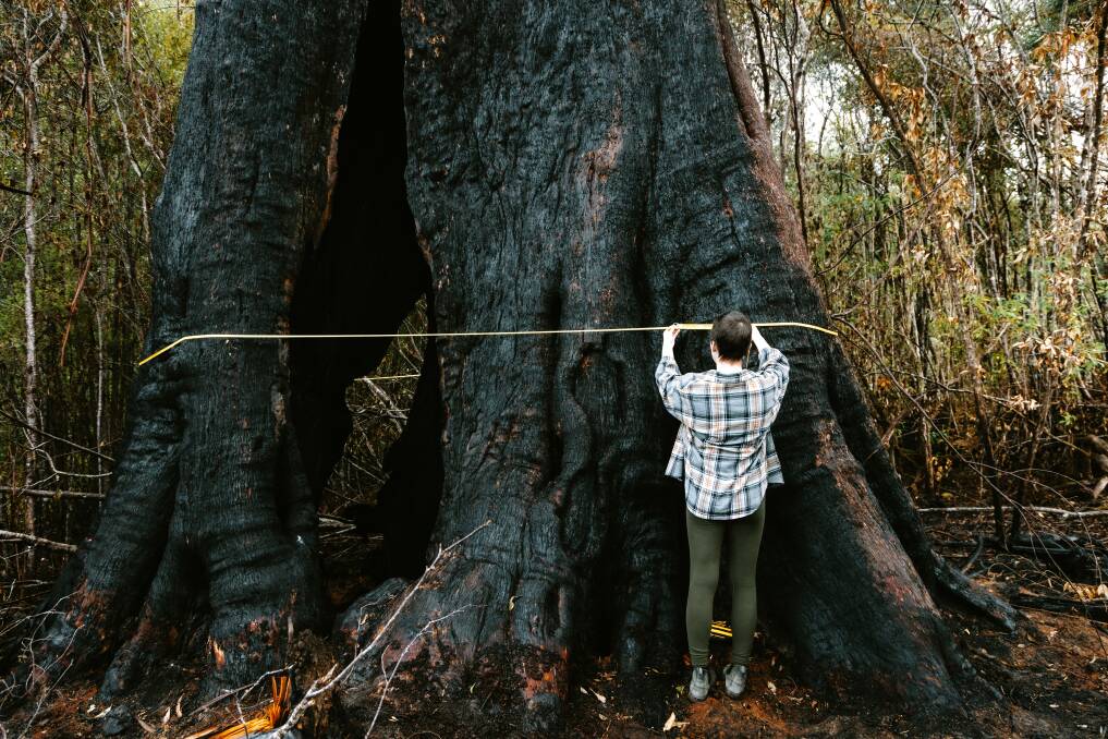 The Bob Brown Foundation measured the tree to verify that it's more than four metres in diameter. Picture supplied
