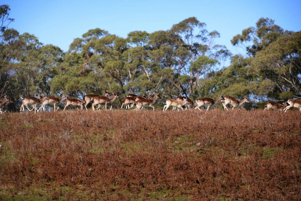 The second of two wild fallow deer control efforts will take place in Central Tasmania next month. Picture by Scott Gelston
