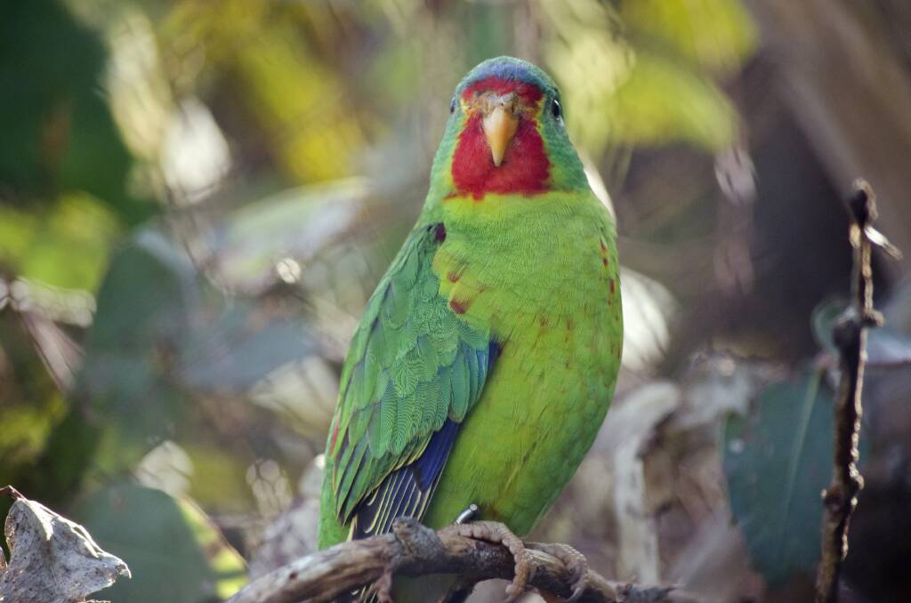 Listed as 'critically endangered' since 2015, as few as 2000 swift parrots are believed to exist in the wild.