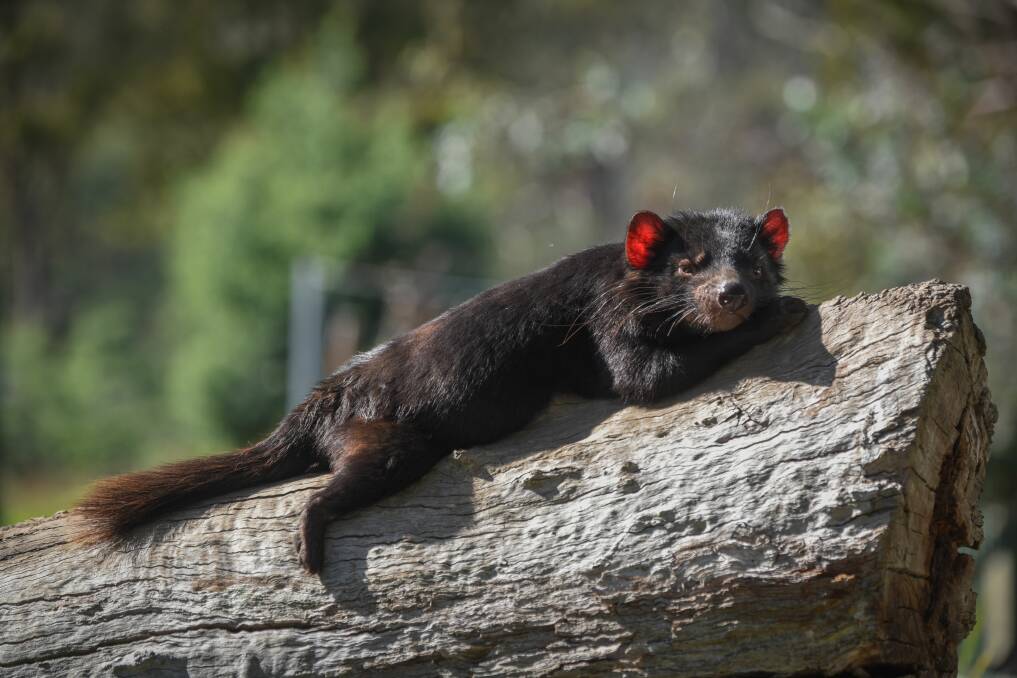 Seven Tasmanian devils have been moved to an free-range enclosure in Bridport. Picture by Paul Scambler