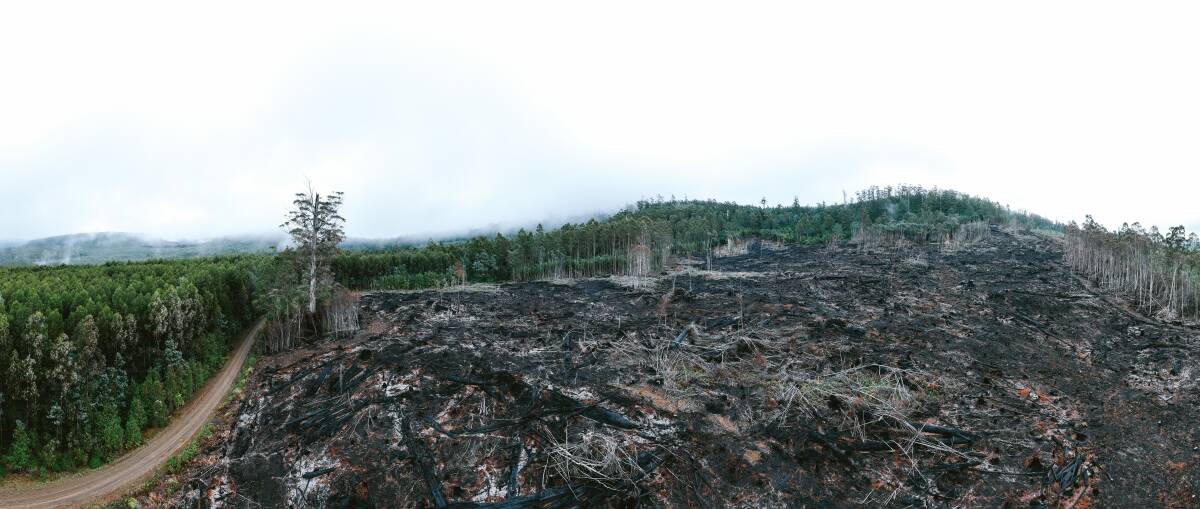 The Bob Brown Foundation has criticised Sustainable Timber Tasmania for 'rampant clearfelling'. Picture supplied