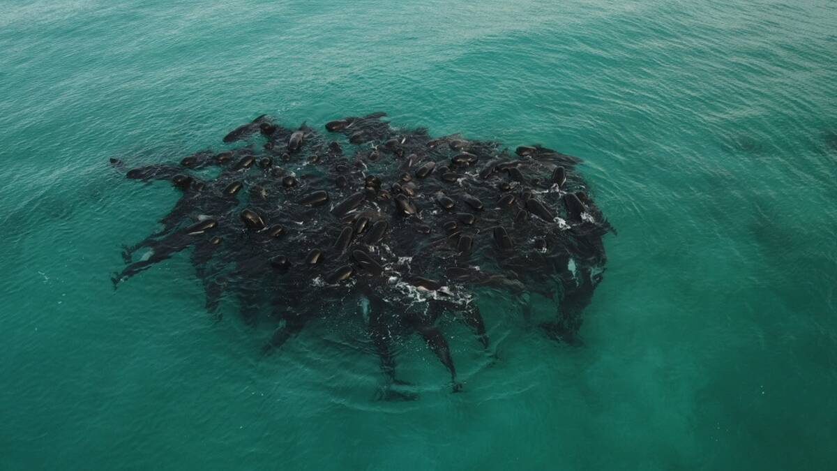 The pod of pilot whales were seen in a close group before they became stranded on Cheynes Beach in Western Australia. Picture by Parks and Wildlife Service, Western Australia