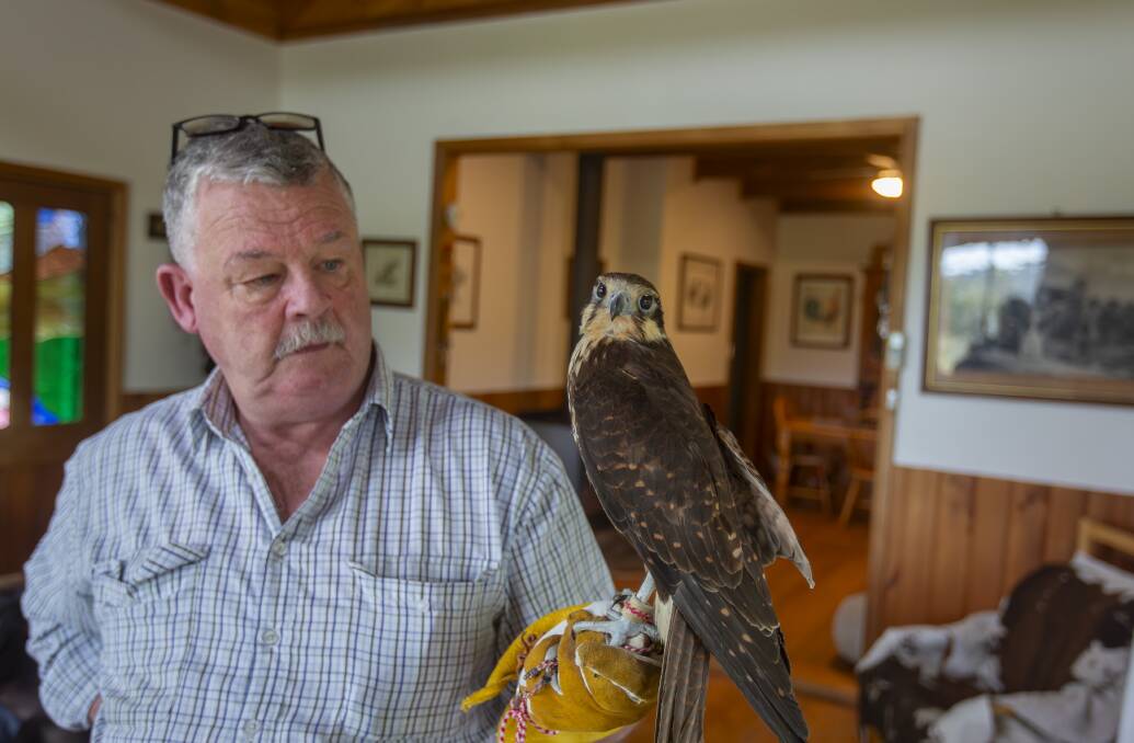 John Wilkes and his brown falcon, Penguin, who Wilkes teaches with at local events in Lilydale. Picture supplied