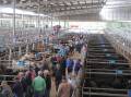 The Leongatha store sale on Friday will see 6000 cattle yarded. Picture by Barry Murphy