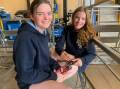 Isla Penman and Rosella Hickman wiring a trailer plug on the Agfest trailer. Image supplied
