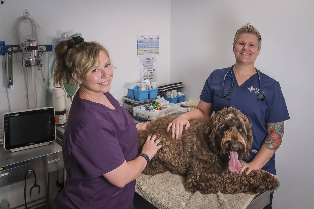 Lead veterinary nurse Sam Griffiths and owner Lisa Reynolds with their dog Rupert at the Animal Emergency Hospital Launceston, Kings Meadows. Picture by Craig George